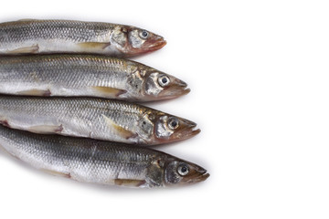 Smelt fish isolated on white. (Big Pacific smelt - Osmerus mordax)