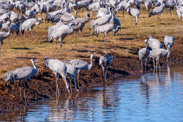 Flock with Cranes at a lakeshore drinking water
