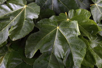 Fig leaves background