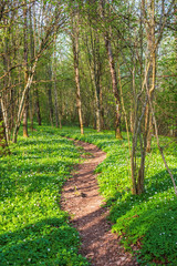 Winding nature trail in a spring forest