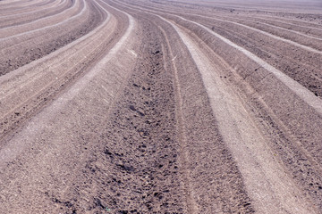 Fototapeta na wymiar Plowed field furrows for potato cultivation