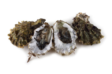 Oysters isolated on white