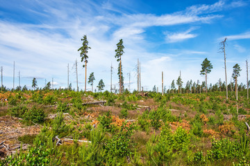 Obraz premium Clear cutting area in the woodland