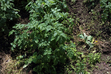 Potato growing on field