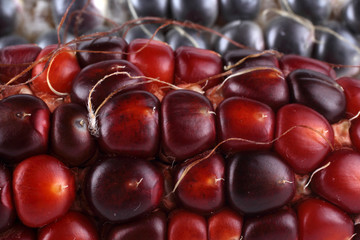 Colorful corn background