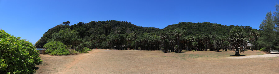  A panoramic view of the Ko Lanta National Park, Krabi, Thailand, with a palm tree plantation.