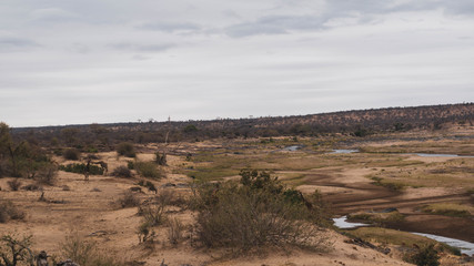 landscape with animals in national park south africa