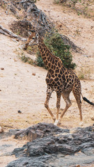 giraffe in national park south africa
