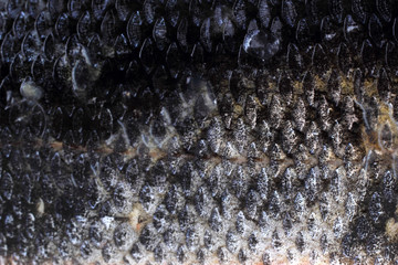 Rudd fish scales background © Alex Coan