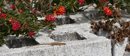 Lizard basking in the sun on a rock among flowers