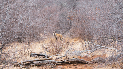 Hyena in south africa
