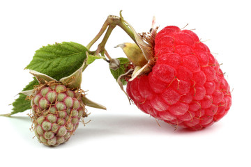Raspberries