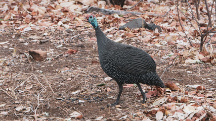 bird in the dunes