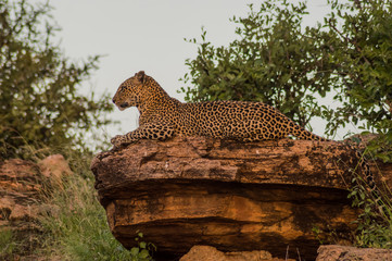 A leopard bathing on a rock in Samburu Park