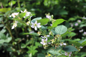 Blackberry blossom. Buds, flowers and unripe berries