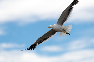A close up action photograph of a seagull in flight against a blue sky with white clouds, taken in Port Nolloth, South Africa.