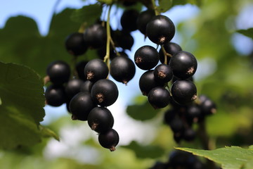 Growing black currant in garden