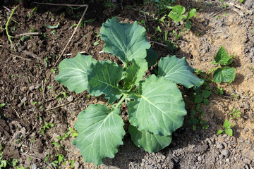 Growing cabbage on farm. Agricultural background