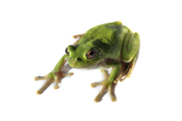 Green frog isolated on white (Hyla.japonica, Japanese tree frog)