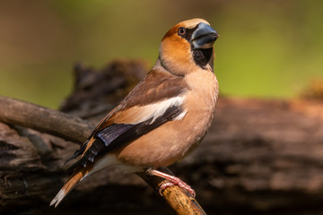 Hawfinch - Coccothraustes coccothraustes, beautiful colored perching bird from Old World forests, Hortobagy, Hungary.