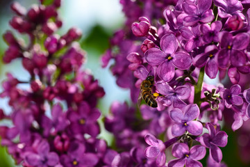 Sunny spring day. Lilac blooms. Bees collect nectar