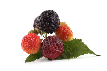 Black raspberry cluster (Rubus idaeus)