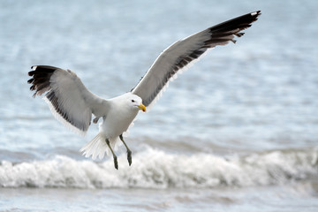 A close up action photograph of a seagull in flight with the ocean and a crashing wave as a backdrop, taken in Port Nolloth, South Africa.