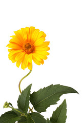 Growing heliopsis isolated on white