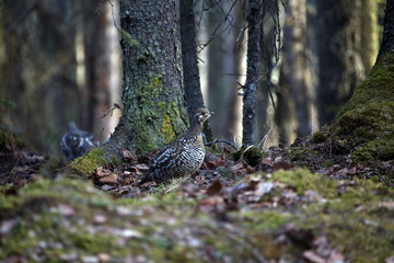 Grouse in the woods