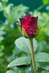 Purple rosebud  after rain macro photography - 330328498