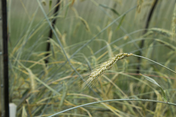 Wheat ears macro photography