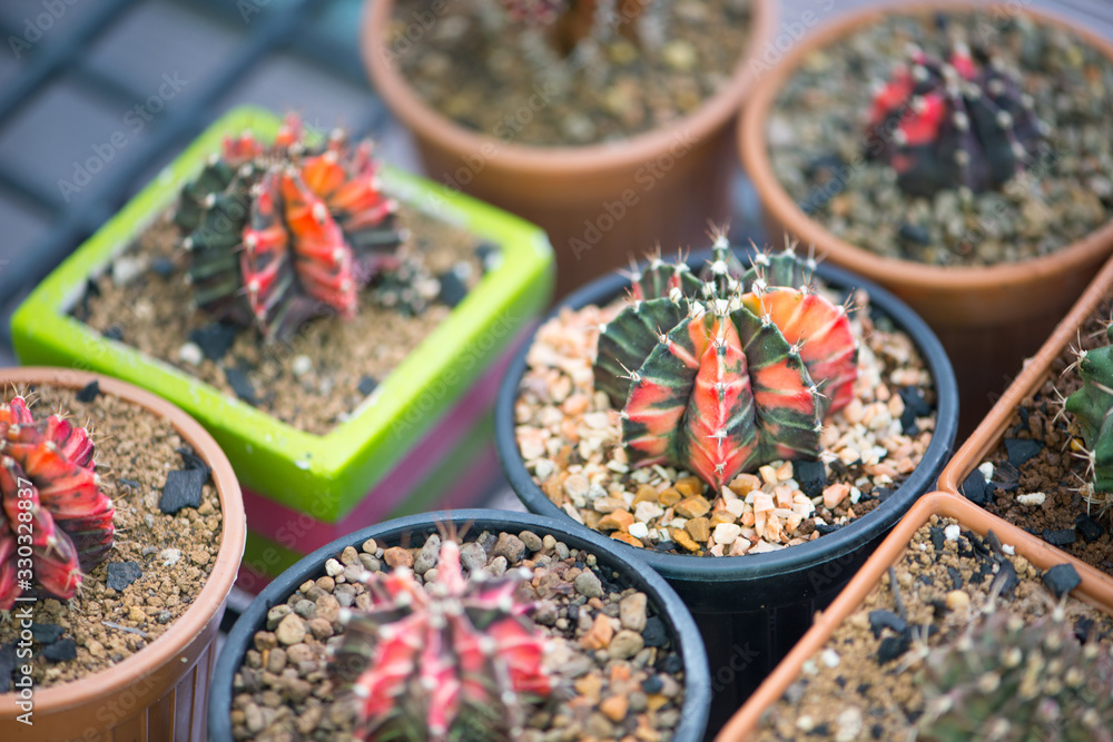 Wall mural Gymnocalycium sp. in flower pot