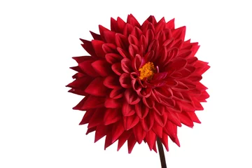 Foto op Canvas Growing red dahlia isolated on white © Alex Coan