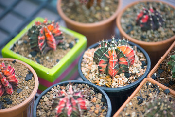 Gymnocalycium sp. in flower pot