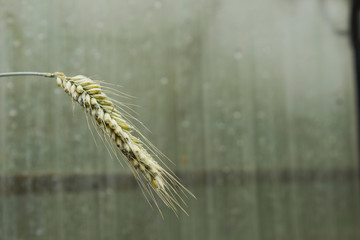 Wheat ear macro photography