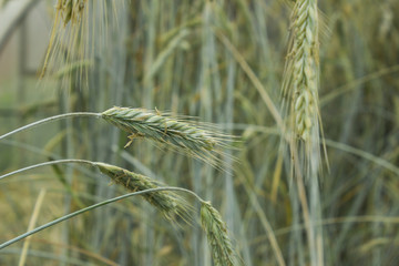 Wheat ears macro photography - 330328885