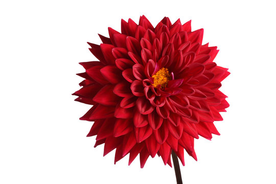 Growing Red Dahlia Isolated On White