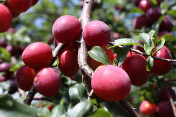 Growing red plums in garden