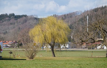 Trauerweide im März