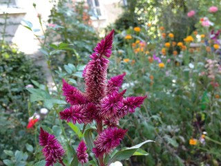 Obraz premium Flowers in the garden