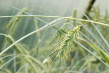 Wheat ears macro photography