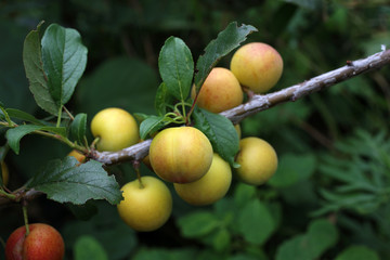 Growing plums. Red and yellow. Harvest