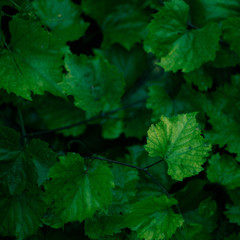 Fototapeta na wymiar Natural background wet green grape leaves grow in the garden