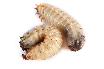 Green rose chafer larva. Useful insect. Larvas improve soil (recycle organics)