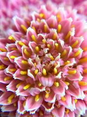 closeup of pink flower