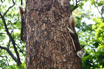 2 squirrels perched on each side tree