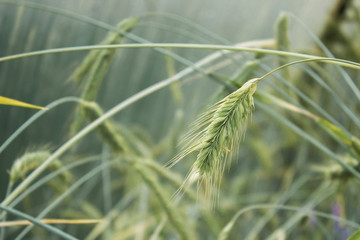 Wheat ears macro photography - 330329288