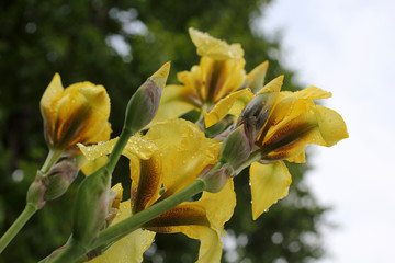 Yellow iris growing in garden after rain