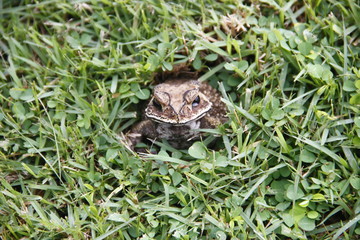 Toads coming out of holes on the ground.