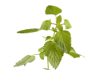 Melissa mint plant isolated on white